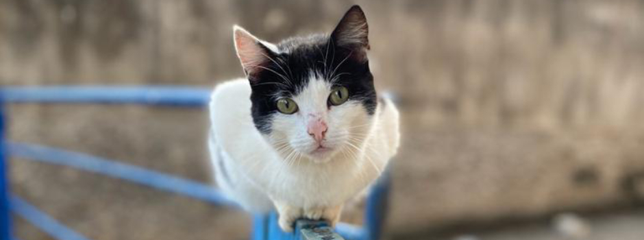 Governo de Minas lança edital para consórcios públicos com foco na microchipagem de cães e gatos do estado