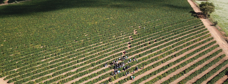 Epamig conduz projeto de validação de cultivares cafeeiras em regiões de Minas Gerais